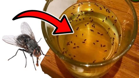 metallic green flies in my house|how to get rid of aphids permanently.